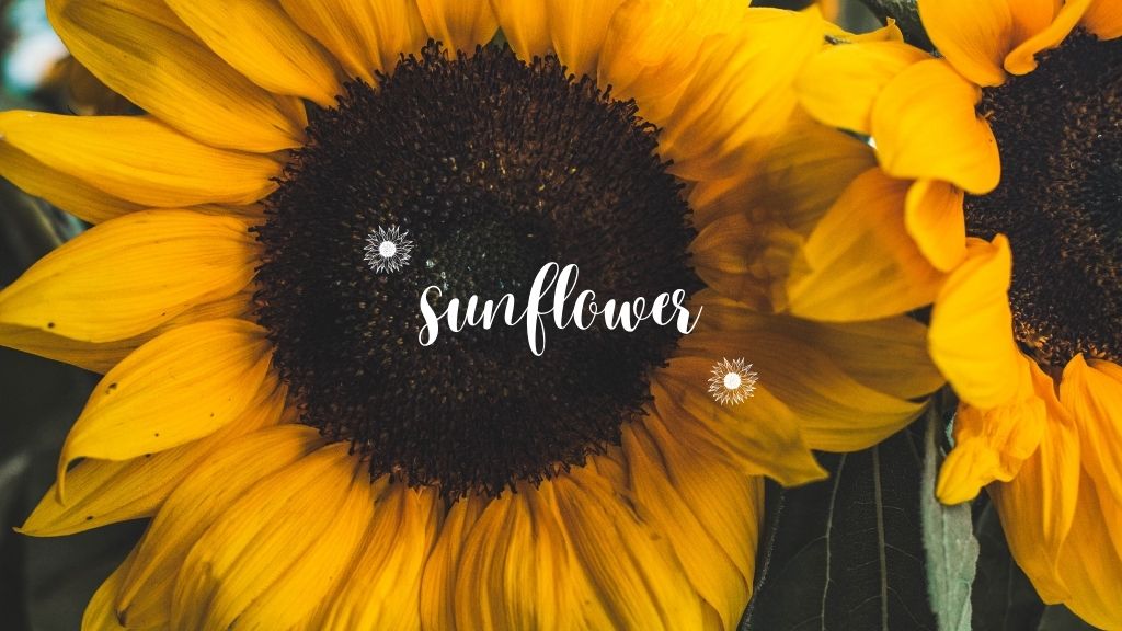 Guide to the Most Profitable Flowers to Grow and Sell